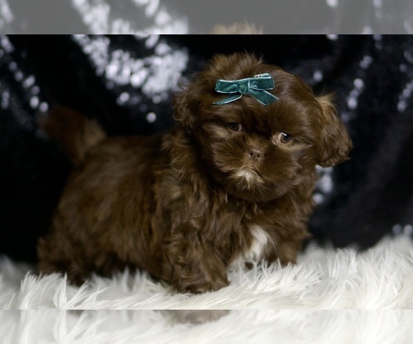 Medium Photo #4 Shih Tzu Puppy For Sale in WARSAW, IN, USA