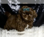 Small #3 Shih Tzu