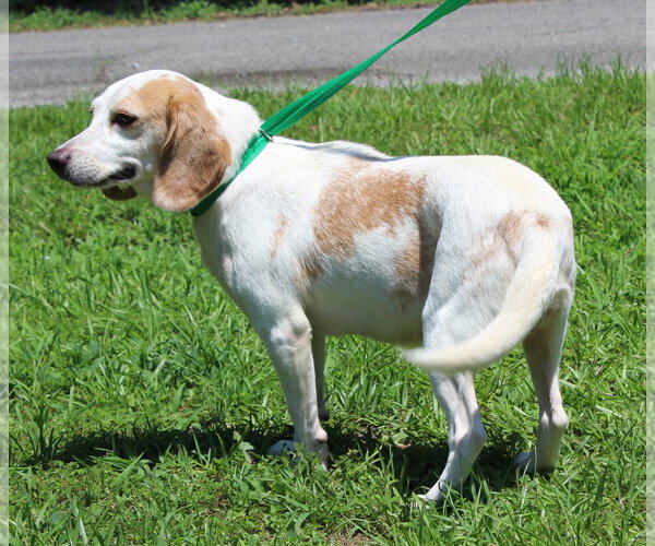 Medium Photo #4 Beagle-Unknown Mix Puppy For Sale in Prattville, AL, USA