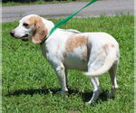 Small #3 Beagle Mix