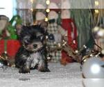 Small #4 Yorkshire Terrier