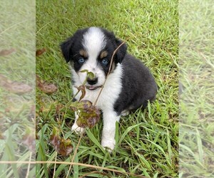 Australian Shepherd Puppy for sale in MORELAND, GA, USA