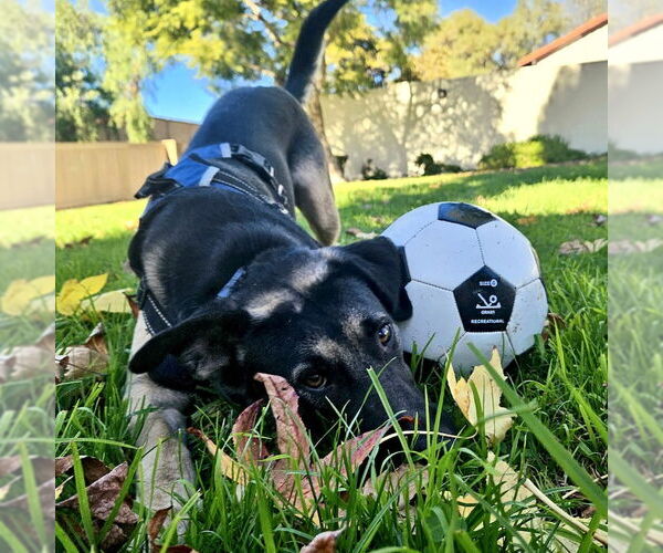 Medium Photo #2 German Shepherd Dog Puppy For Sale in San Juan Capistrano, CA, USA