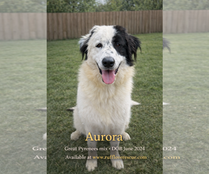 Great Pyrenees Dogs for adoption in Thomasville, NC, USA