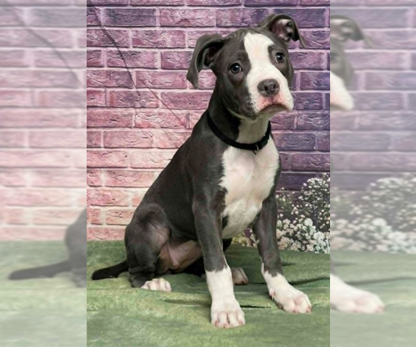 Medium Photo #3 Mutt Puppy For Sale in Lakewood, CO, USA