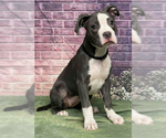 Small #2 Mutt