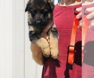 Medium German Shepherd Dog