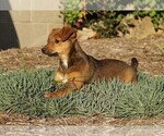 Small Photo #2 Miniature Pinscher Puppy For Sale in FREDERICKSBG, OH, USA