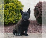 Small #2 Belgian Malinois