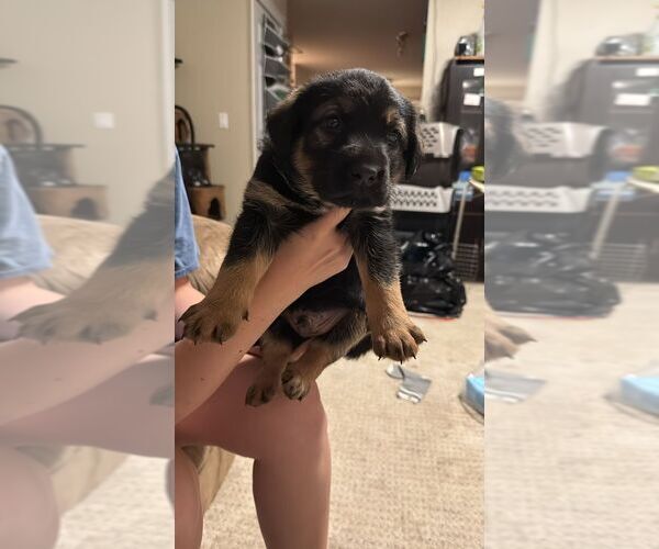 Medium Photo #1 Collie-Unknown Mix Puppy For Sale in Calgary, Alberta, Canada