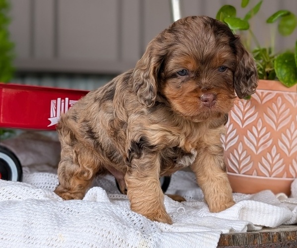 Medium Photo #19 Cockapoo (Miniature) Puppy For Sale in GOSHEN, IN, USA