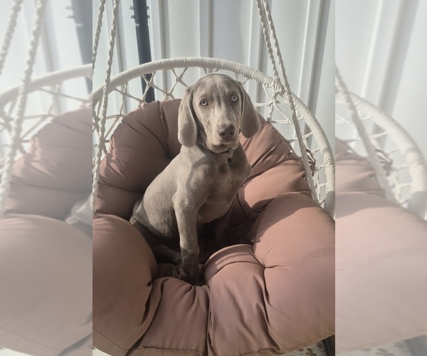 Medium Photo #2 Weimaraner Puppy For Sale in LEWISBURG, KY, USA