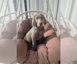Small Photo #6 Weimaraner Puppy For Sale in LEWISBURG, KY, USA