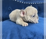 Small Photo #22 French Bulldog Puppy For Sale in LOUISVILLE, KY, USA
