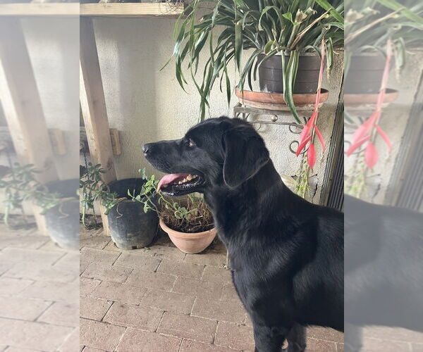 Medium Photo #2 Labrador Retriever Puppy For Sale in Dana Point, CA, USA