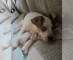 Small #2 Mutt