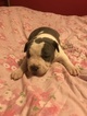 Small Photo #1 American Pit Bull Terrier Puppy For Sale in MALVERN, AR, USA