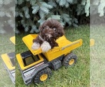 Small #1 Shih Tzu