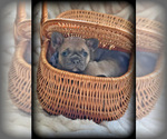 Small Photo #3 French Bulldog Puppy For Sale in FREDERICK, MD, USA