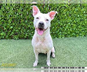 American Pit Bull Terrier Dogs for adoption in West Palm Beach, FL, USA