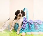 Small Photo #2 Aussiedoodle Puppy For Sale in FORT WAYNE, IN, USA