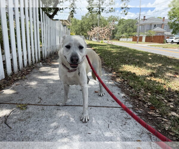 Medium Photo #13 Labrador Retriever-Unknown Mix Puppy For Sale in Sanford, FL, USA