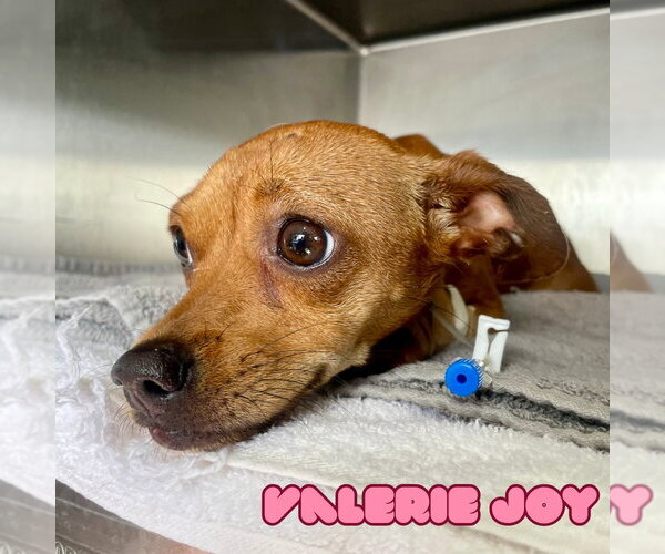 Medium Photo #10 Chiweenie Puppy For Sale in San Antonio, TX, USA