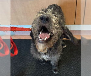 Poodle (Standard) Dogs for adoption in Ogden, UT, USA