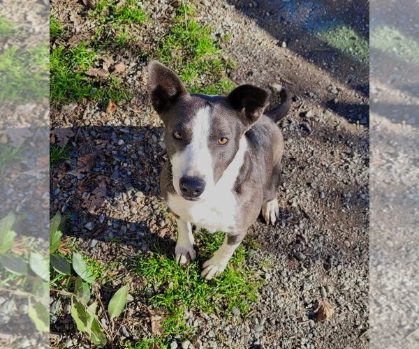 Medium Photo #6 Border Collie-Unknown Mix Puppy For Sale in Chico, CA, USA