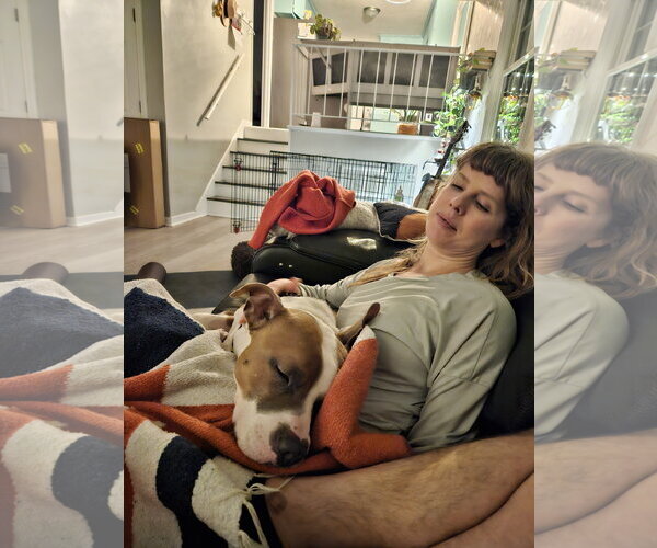 Medium Photo #6 American Staffordshire Terrier-Boxer Mix Puppy For Sale in Holly Springs, NC, USA