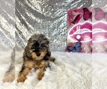 Whistles - Male Bernedoodle (Miniature) (+ Poodle Miniature) Puppy for Sale - Photo #5