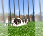 Small #4 English Bulldog