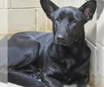 Small Photo #3 German Shepherd Dog Puppy For Sale in Ball Ground, GA, USA
