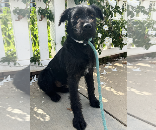 Medium Photo #4 Mutt Puppy For Sale in Newport Beach, CA, USA