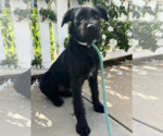 Small #3 Mutt