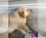 Small Photo #25 Golden Retriever Puppy For Sale in EXTON, PA, USA
