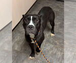 Small #12 American Pit Bull Terrier Mix