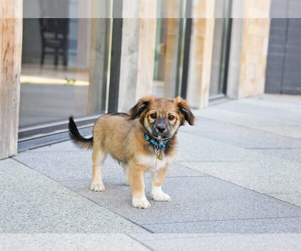 Medium Photo #6 Australian Shepherd-Unknown Mix Puppy For Sale in Sandy, UT, USA