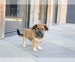 Small #5 Australian Shepherd Mix