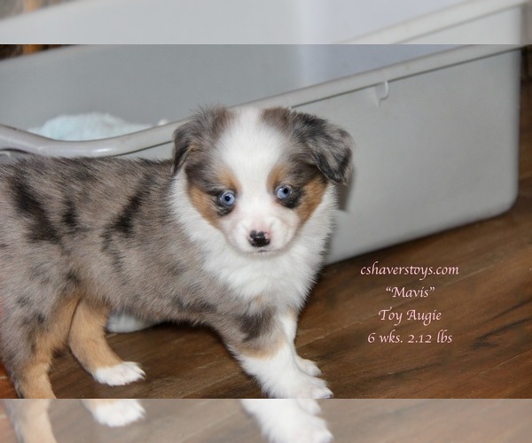 Medium Photo #11 Aussie-Corgi-Miniature Australian Shepherd Mix Puppy For Sale in LIND, WA, USA