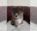 Small Photo #10 Pomsky Puppy For Sale in MARTINSBURG, WV, USA