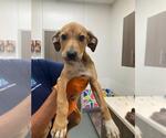 CLEO - Female Beagle-Unknown Mix Dog for Adoption - Small photo