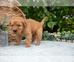 Puppy Delilah Golden Retriever