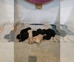 Small #9 Labrador Retriever