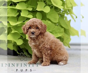 Poodle (Miniature) Puppy for sale in HONEY BROOK, PA, USA