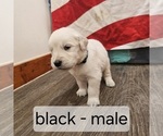 Puppy Black English Cream Golden Retriever