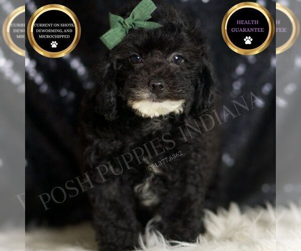 Medium Photo #1 Poodle (Miniature) Puppy For Sale in WARSAW, IN, USA