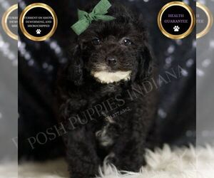 Poodle (Miniature) Puppy for sale in WARSAW, IN, USA