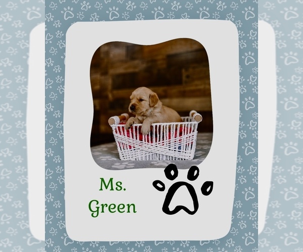 Medium Photo #9 Golden Retriever Puppy For Sale in VERONA, KY, USA