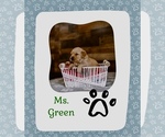 Puppy Ms Green Golden Retriever
